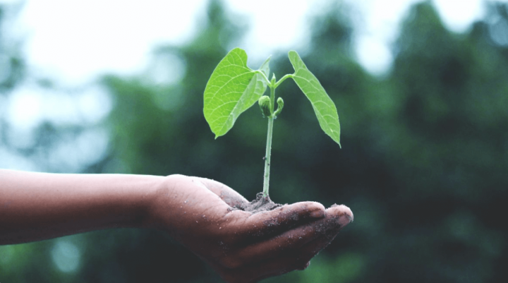 Hand holding a plant